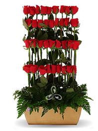 50 rosas rojas